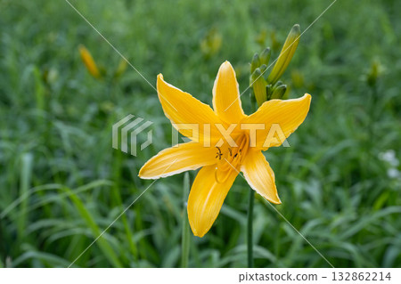 Daylilies at Shibu Pass / Nagano Prefecture 132862214