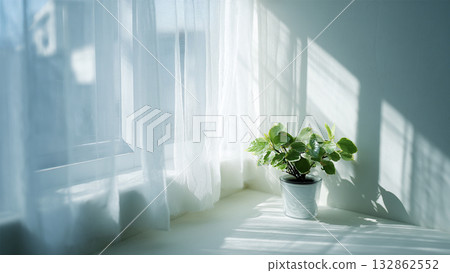 Ornamental plants placed by the window Ornamental plants placed by the window 132862552
