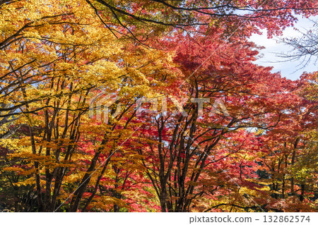 秋日的羽日神社，通往神社的道路兩旁滿是秋葉，位於福島縣豬苗代町 132862574