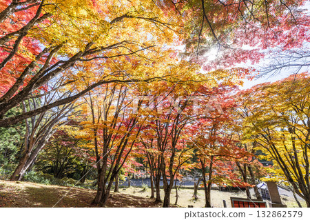 秋日的羽日神社,通往神社的道路兩旁滿是秋葉,位於福島縣豬苗代町 秋日的羽日神社,通往神社的道路兩旁滿是秋葉,位於福島縣豬苗代町 132862579