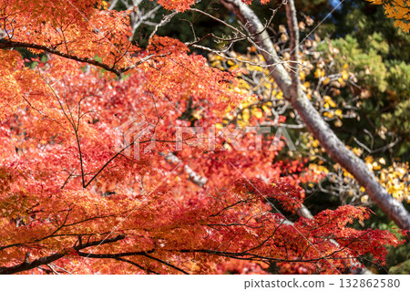 秋日的羽日神社，通往神社的道路兩旁滿是秋葉，位於福島縣豬苗代町 132862580