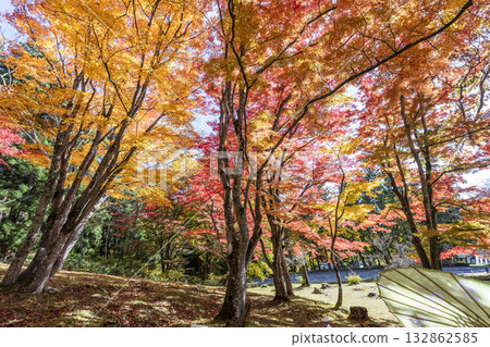 秋日的羽日神社,通往神社的道路兩旁滿是秋葉,位於福島縣豬苗代町 秋日的羽日神社,通往神社的道路兩旁滿是秋葉,位於福島縣豬苗代町 132862585