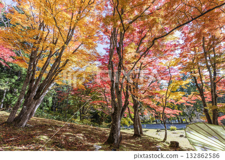 Autumn at Hanitsu Shrine, with autumn leaves along the approach to the shrine. Inawashiro Town, Fukushima Prefecture. 132862586