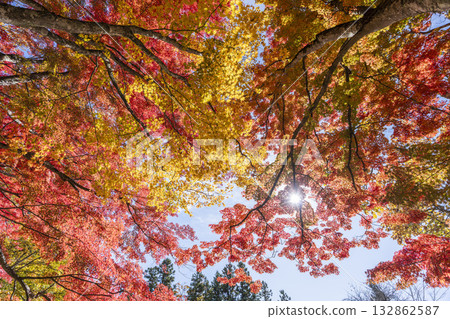 Autumn at Hanitsu Shrine, with autumn leaves along the approach to the shrine. Inawashiro Town, Fukushima Prefecture. 132862587