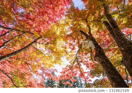 秋日的羽日神社，通往神社的道路兩旁滿是秋葉，位於福島縣豬苗代町 132862589
