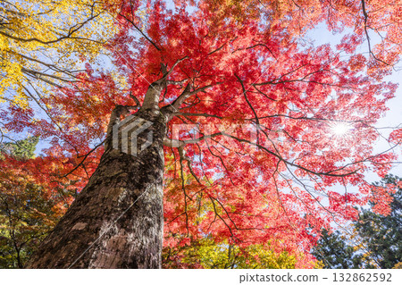 秋日的羽日神社,通往神社的道路兩旁滿是秋葉,位於福島縣豬苗代町 秋日的羽日神社,通往神社的道路兩旁滿是秋葉,位於福島縣豬苗代町 132862592