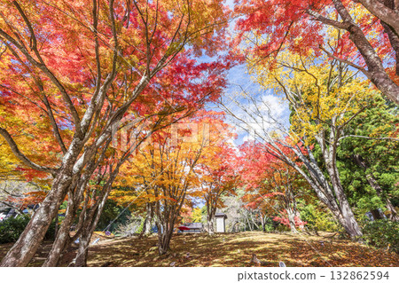 Autumn at Hanitsu Shrine, with autumn leaves along the approach to the shrine. Inawashiro Town, Fukushima Prefecture. 132862594