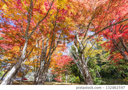 秋日的羽日神社，通往神社的道路兩旁滿是秋葉，位於福島縣豬苗代町 132862597