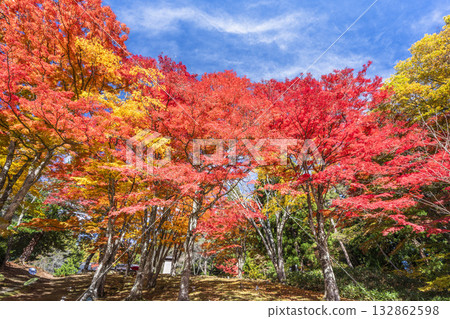 秋日的羽日神社，通往神社的道路兩旁滿是秋葉，位於福島縣豬苗代町 132862598
