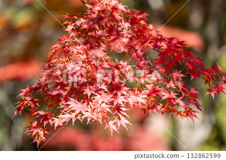 秋日的羽日神社，通往神社的道路兩旁滿是秋葉，位於福島縣豬苗代町 132862599
