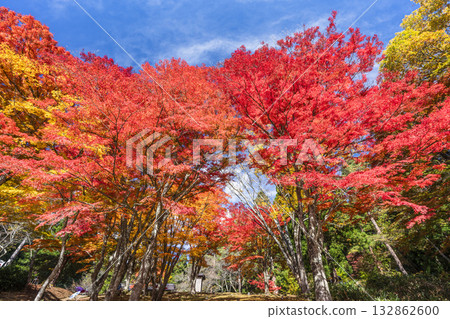Autumn at Hanitsu Shrine, with autumn leaves along the approach to the shrine. Inawashiro Town, Fukushima Prefecture. 132862600