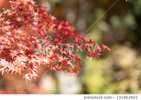 Autumn at Hanitsu Shrine, with autumn leaves along the approach to the shrine. Inawashiro Town, Fukushima Prefecture. 132862601