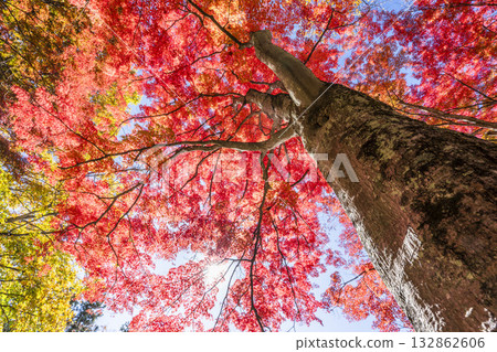 Autumn at Hanitsu Shrine, with autumn leaves along the approach to the shrine. Inawashiro Town, Fukushima Prefecture. 132862606