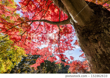 Autumn at Hanitsu Shrine, with autumn leaves along the approach to the shrine. Inawashiro Town, Fukushima Prefecture. Autumn at Hanitsu Shrine, with autumn leaves along the approach to the shrine. Inawashiro Town, Fukushima Prefecture. 132862610