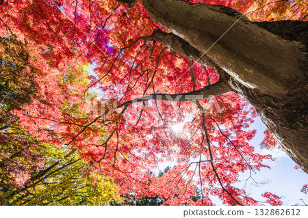 Autumn at Hanitsu Shrine, with autumn leaves along the approach to the shrine. Inawashiro Town, Fukushima Prefecture. Autumn at Hanitsu Shrine, with autumn leaves along the approach to the shrine. Inawashiro Town, Fukushima Prefecture. 132862612