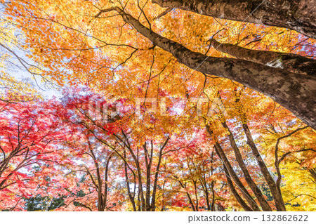 Autumn at Hanitsu Shrine, with autumn leaves along the approach to the shrine. Inawashiro Town, Fukushima Prefecture. Autumn at Hanitsu Shrine, with autumn leaves along the approach to the shrine. Inawashiro Town, Fukushima Prefecture. 132862622