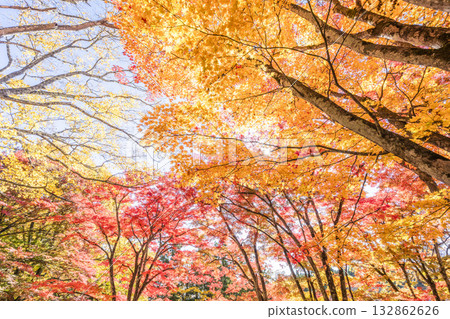 Autumn at Hanitsu Shrine, with autumn leaves along the approach to the shrine. Inawashiro Town, Fukushima Prefecture. 132862626