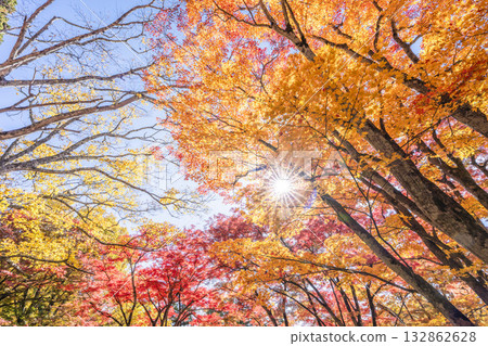 秋日的羽日神社,通往神社的道路兩旁滿是秋葉,位於福島縣豬苗代町 秋日的羽日神社,通往神社的道路兩旁滿是秋葉,位於福島縣豬苗代町 132862628