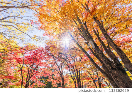 秋日的羽日神社,通往神社的道路兩旁滿是秋葉,位於福島縣豬苗代町 秋日的羽日神社,通往神社的道路兩旁滿是秋葉,位於福島縣豬苗代町 132862629
