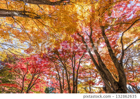 Autumn at Hanitsu Shrine, with autumn leaves along the approach to the shrine. Inawashiro Town, Fukushima Prefecture. 132862635