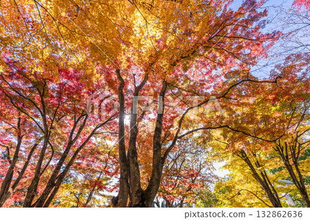 Autumn at Hanitsu Shrine, with autumn leaves along the approach to the shrine. Inawashiro Town, Fukushima Prefecture. Autumn at Hanitsu Shrine, with autumn leaves along the approach to the shrine. Inawashiro Town, Fukushima Prefecture. 132862636
