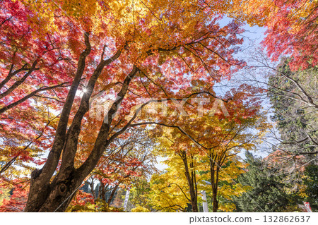 Autumn at Hanitsu Shrine, with autumn leaves along the approach to the shrine. Inawashiro Town, Fukushima Prefecture. Autumn at Hanitsu Shrine, with autumn leaves along the approach to the shrine. Inawashiro Town, Fukushima Prefecture. 132862637