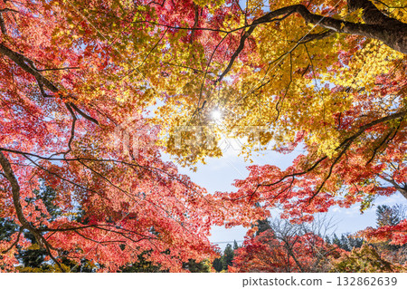 Autumn at Hanitsu Shrine, with autumn leaves along the approach to the shrine. Inawashiro Town, Fukushima Prefecture. 132862639
