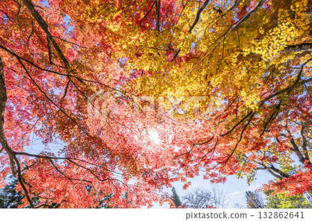 秋日的羽日神社，通往神社的道路兩旁滿是秋葉，位於福島縣豬苗代町 132862641