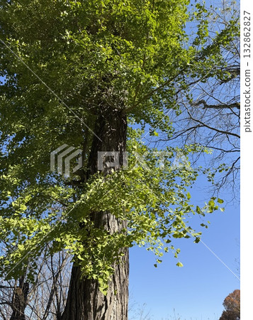 Ginkgo biloba Ginkgo biloba 132862827