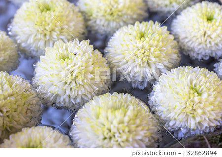 Autumn at Tsuchi Shrine, Chrysanthemum Flower Water Basin, Inawashiro Town, Fukushima Prefecture Autumn at Tsuchi Shrine, Chrysanthemum Flower Water Basin, Inawashiro Town, Fukushima Prefecture 132862894