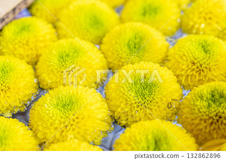 Autumn at Tsuchi Shrine, Chrysanthemum Flower Water Basin, Inawashiro Town, Fukushima Prefecture Autumn at Tsuchi Shrine, Chrysanthemum Flower Water Basin, Inawashiro Town, Fukushima Prefecture 132862896