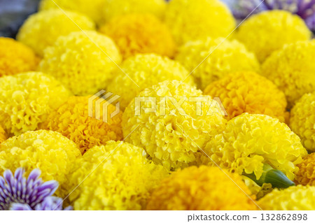 福島縣豬苗代町土神社的秋季，菊花水池 132862898