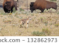 Coyote in Lamar Valley with two bisons on the background in Yellowstone National Park, USA 132862973