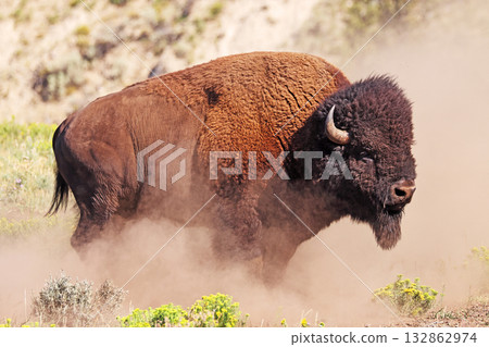 Bison portrait in Yellowstone National Park, USA 132862974
