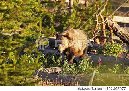 Grizzly Bear in the forest, Yellowstone National Park, USA Grizzly Bear in the forest, Yellowstone National Park, USA 132862977