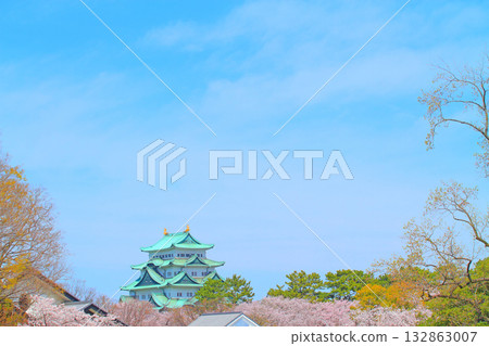 Scenery of cherry blossoms in full bloom and Nagoya Castle, Nagoya City, Aichi Prefecture 132863007