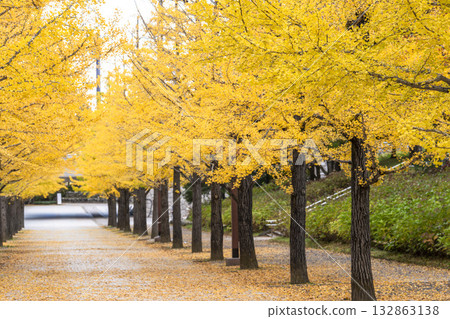 Autumn in Azuma Sports Park, Fukushima City, Fukushima Prefecture Autumn in Azuma Sports Park, Fukushima City, Fukushima Prefecture 132863138