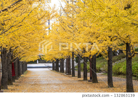 Autumn in Azuma Sports Park, Fukushima City, Fukushima Prefecture Autumn in Azuma Sports Park, Fukushima City, Fukushima Prefecture 132863139