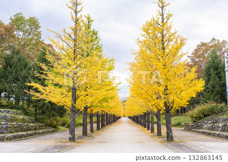 Autumn in Azuma Sports Park, Fukushima City, Fukushima Prefecture 132863145