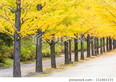 Autumn in Azuma Sports Park, Fukushima City, Fukushima Prefecture 132863155
