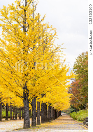 Autumn in Azuma Sports Park, Fukushima City, Fukushima Prefecture 132863160