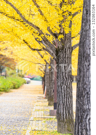 福島縣福島市吾妻運動公園的秋景 福島縣福島市吾妻運動公園的秋景 132863164