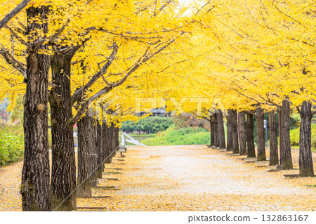 福島縣福島市吾妻運動公園的秋景 132863167