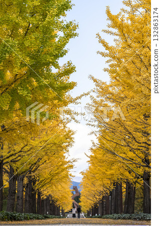 Autumn in Azuma General Athletic Park, with rows of ginkgo trees and a man and woman, Fukushima City, Fukushima Prefecture 132863174