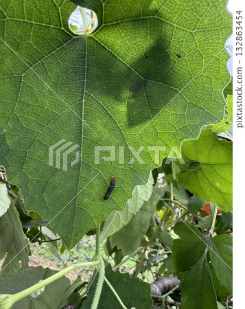 灌木三葉草上的一隻小昆蟲 132863454