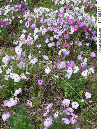 Flower colorful 132863524