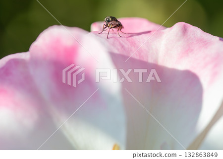 一隻蒼蠅停在玫瑰花瓣上 132863849