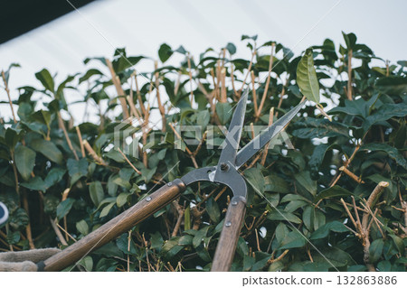 gents, male, males 132863886