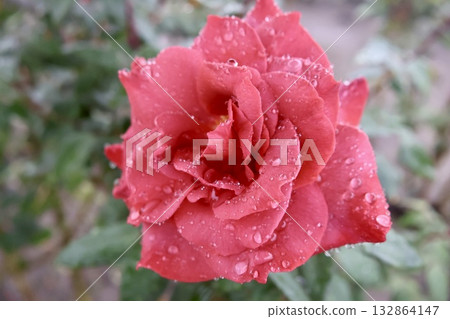 A red rose 132864147