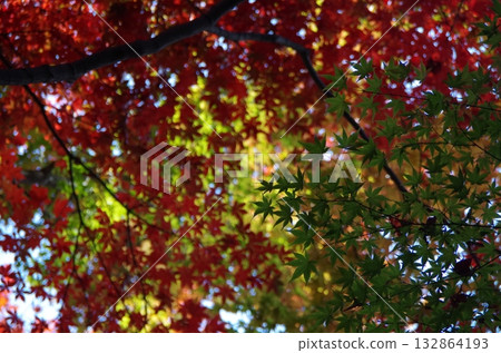 Autumn leaves at Nakano Tei Museum 132864193